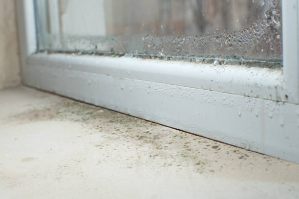 Best Emergency Mold Remediation in USA